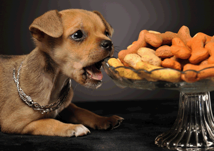 собака и орехи